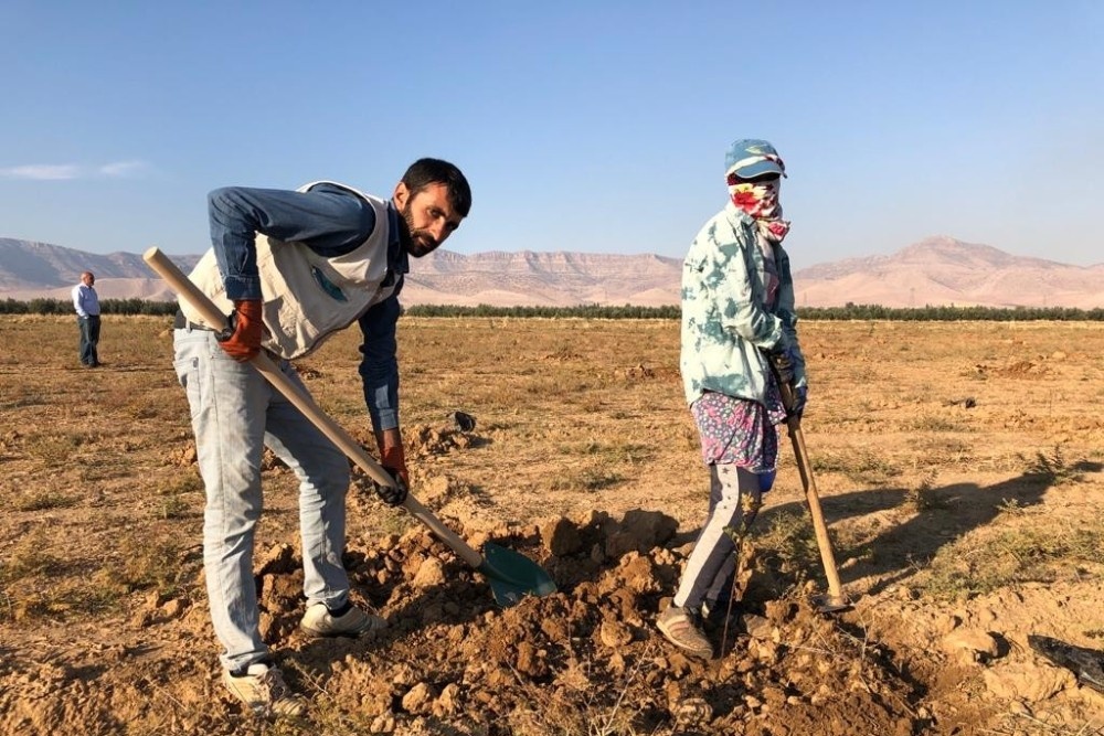 Metropolden tarlaya döndü, güneş enerjisiyle fıstık bahçesi kurdu