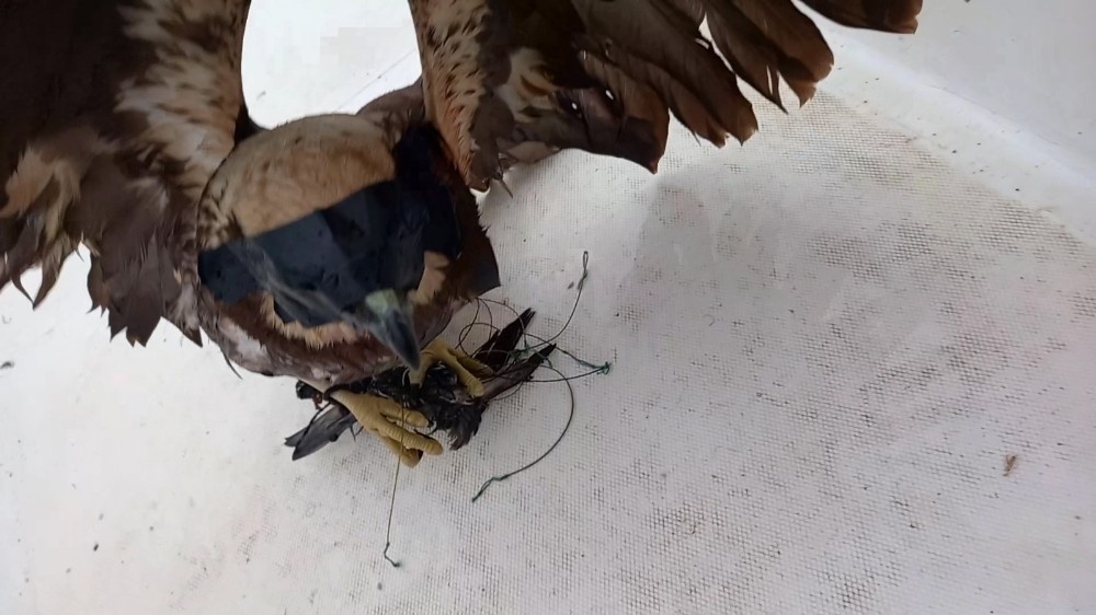 Antalya’da atmacanın gözünü bantlayıp, ayağını bağladılar