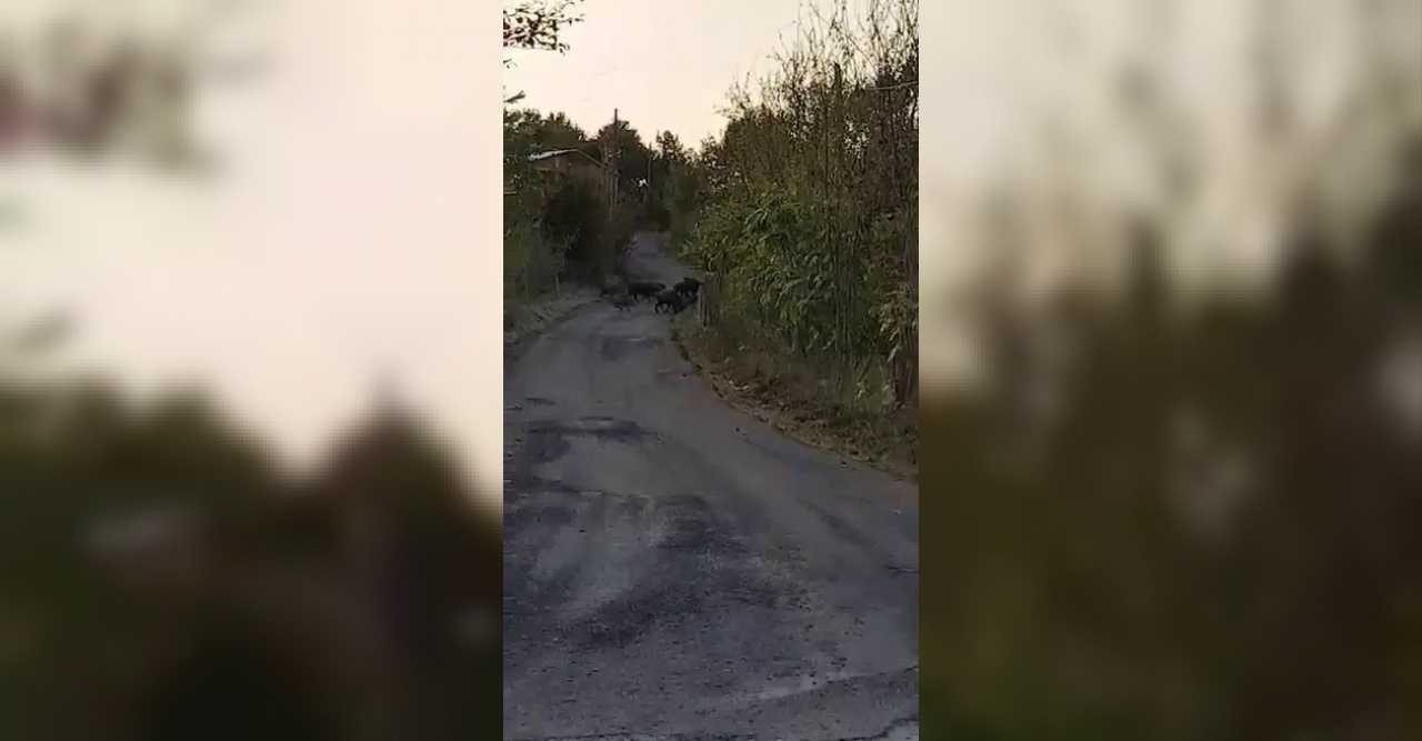 Aç kalan domuz sürüleri köylere inmeye başladı