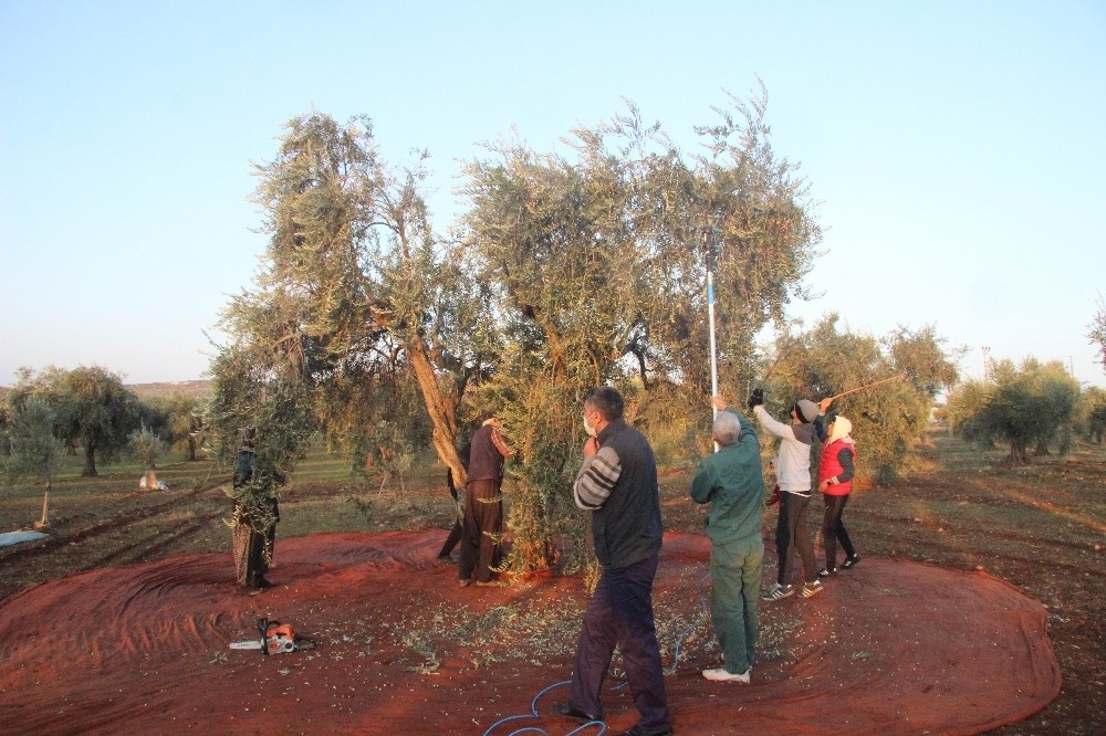 Kısıtlamadan muaf olan zeytin üreticileri hasat yaptı