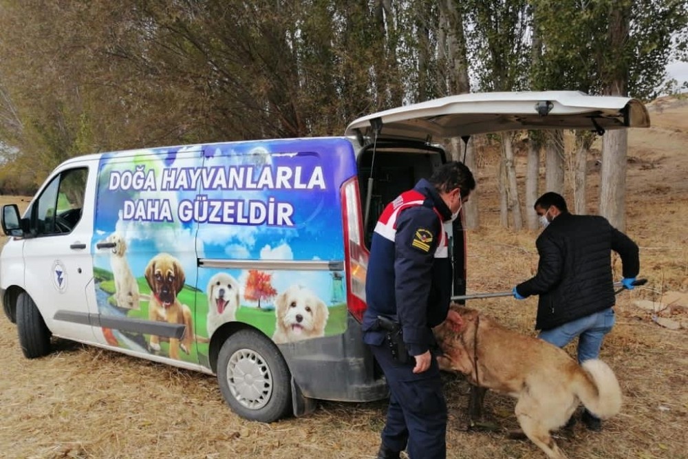 Yozgat’ta bahisle köpek dövüştüren 8 kişi gözaltına alındı