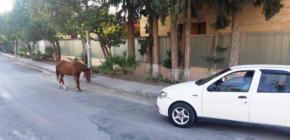 Bodrum’da başıboş at trafiği birbirine kattı