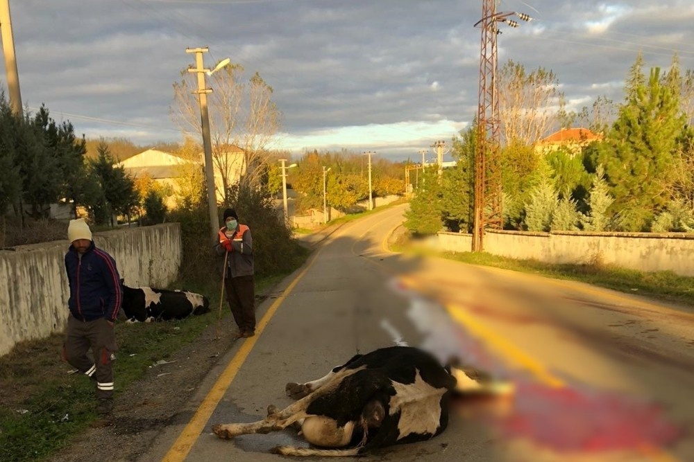 Tekirdağ’da araç inek sürüsüne daldı: 1 yaralı