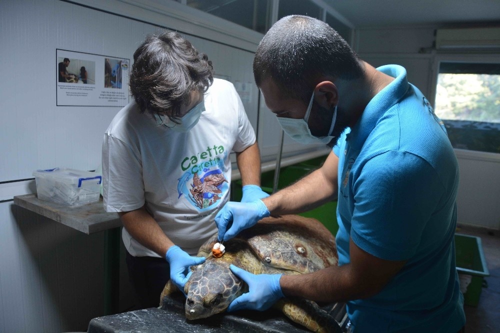 Zıpkınla vurulan deniz kaplumbağası tedavi altına alındı