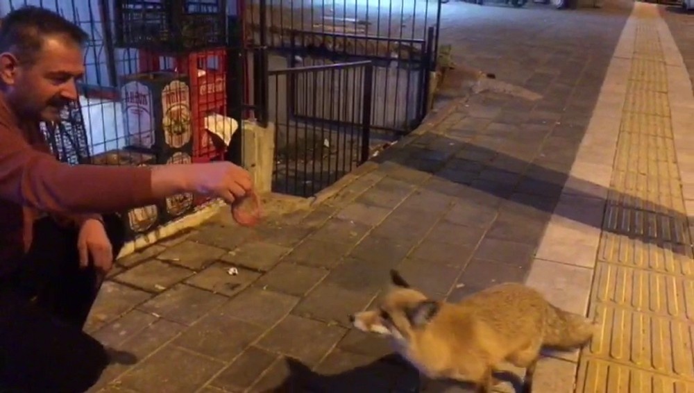 Şehre inen tilkiyi Sivas köftesi ile besledi