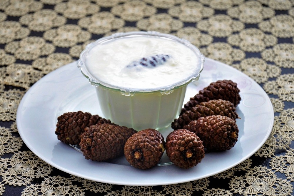 Dağdan topladığı çam kozalaklarıyla yoğurt yapıyor