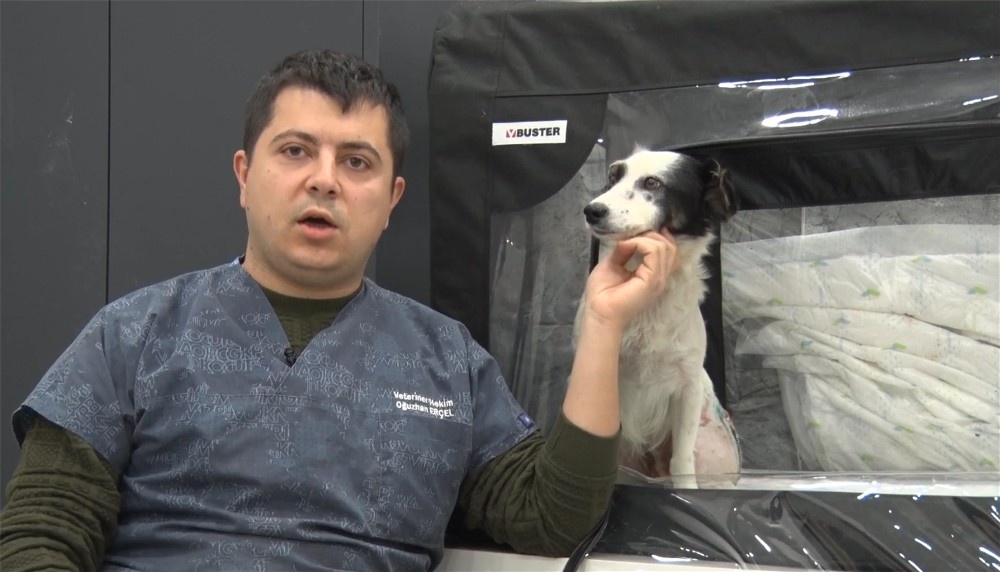 Araba altında ezilen köpeğin daha önce de vurulduğu ortaya çıktı