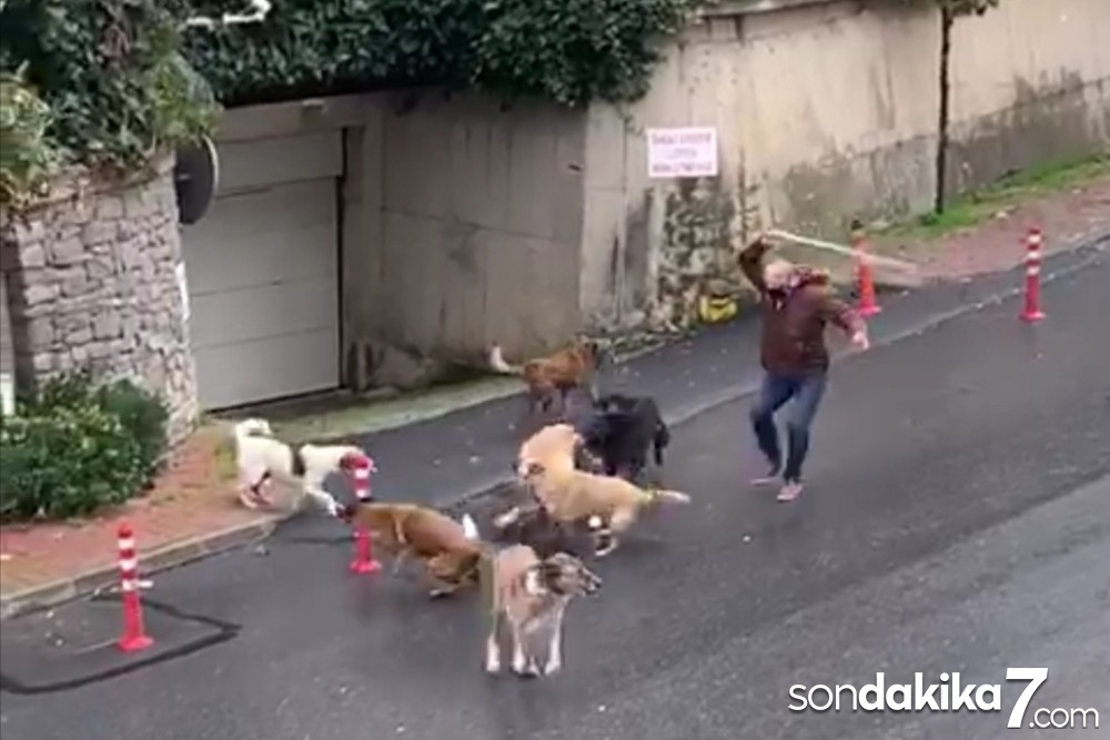 (Özel) İstanbul’da başıboş köpeklerin mahalleliye korku yaşattığı anlar kamerada