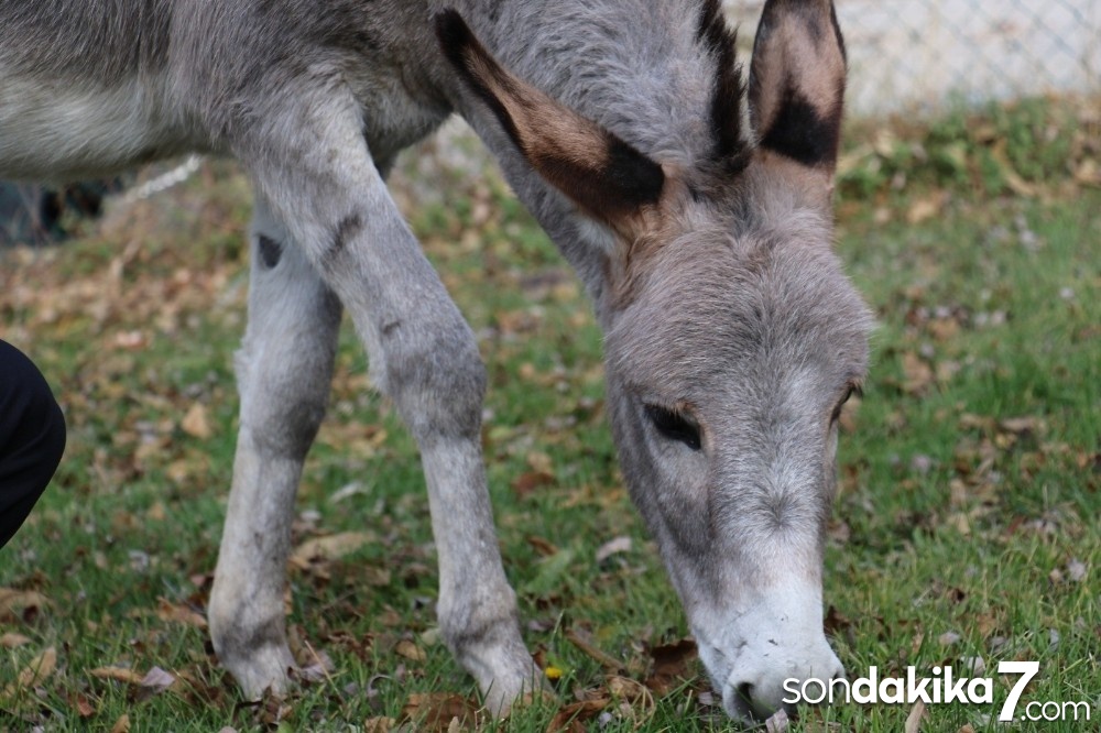 (Özel) Pekmez’in hayvan barınağında en yakın arkadaşları köpekler oldu