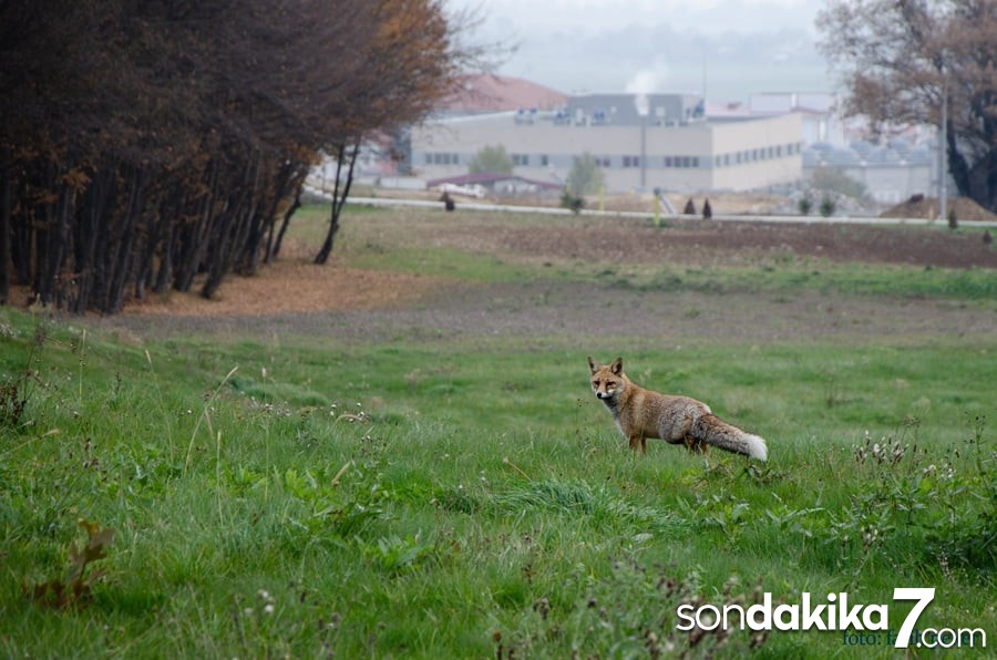 Öğrencilerin olmadığı üniversite kampüsü tilkilere kaldı