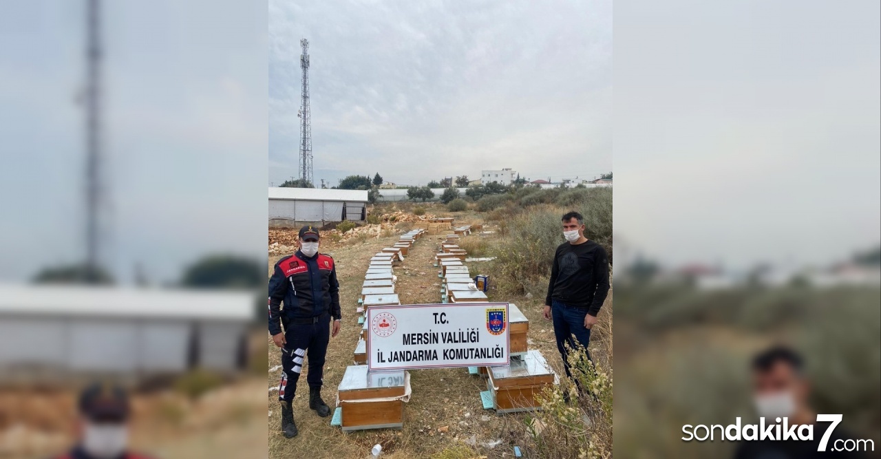 Arı kovanı hırsızları yakalandı