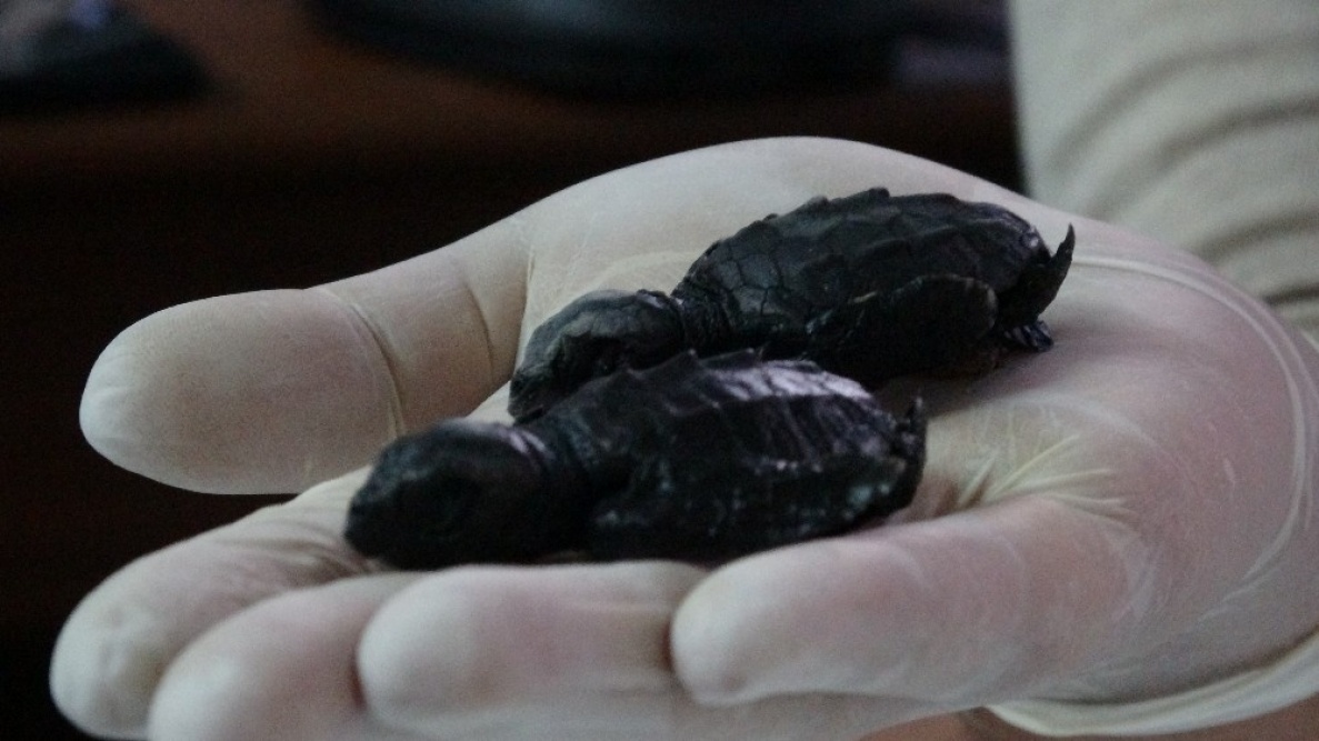 Çanakkale Eceabat Sahilinde İlk Kez Caretta Caretta Yuvası Bulundu