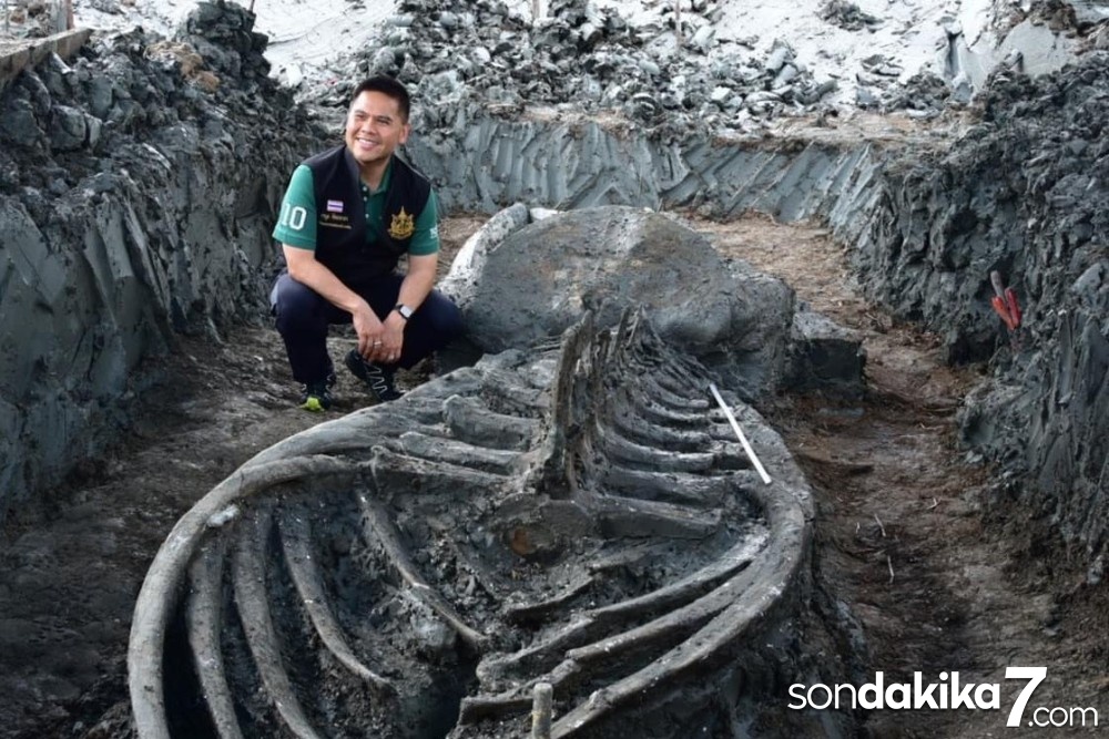 Tayland’da 5 bin yıllık balina iskeleti bulundu