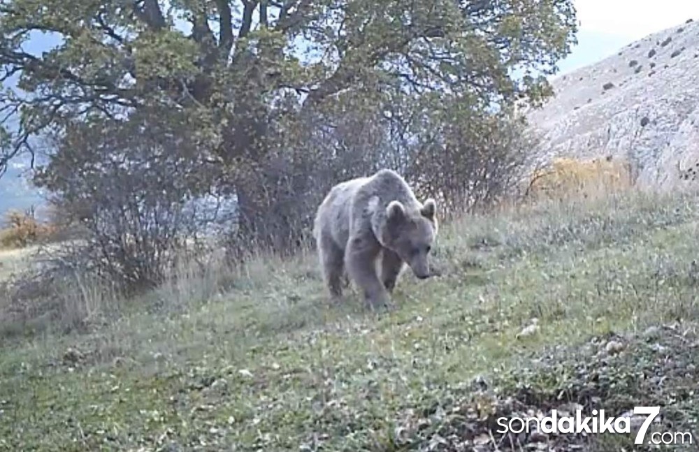 Prof. Dr. Şağdan Başkaya: "Ülkemizde ayı saldırıları haddinden fazla"