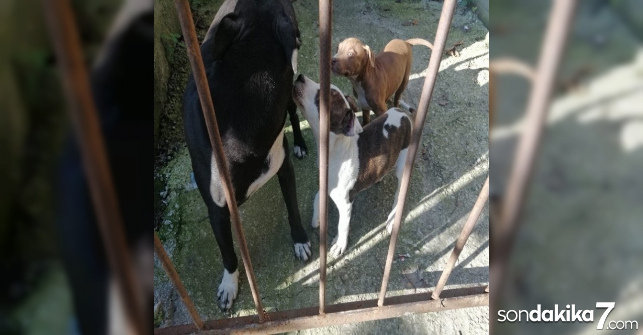 Yasak ırk köpek besleyen kişiye ceza yağdı