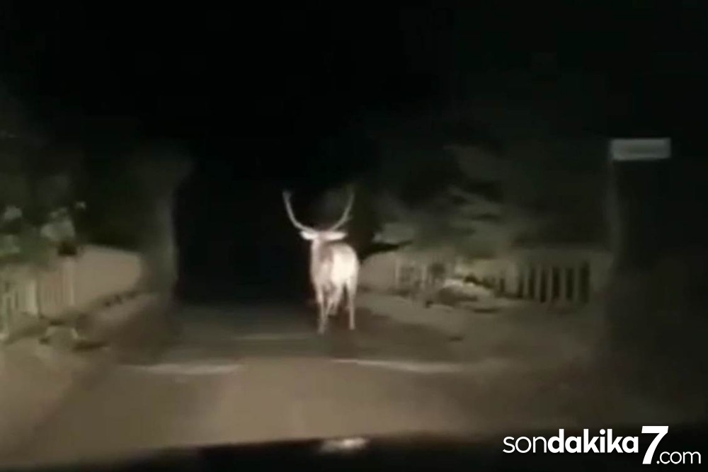 Karayoluna inen geyik görenleri hayrete düşürdü