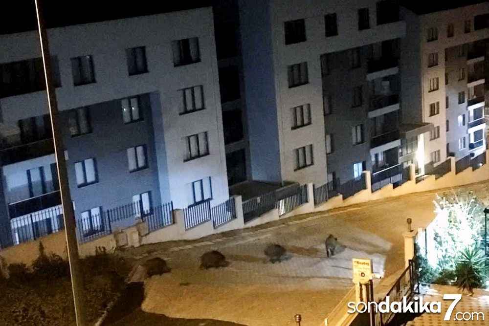 Domuzlar mahalle aralarında geziyor