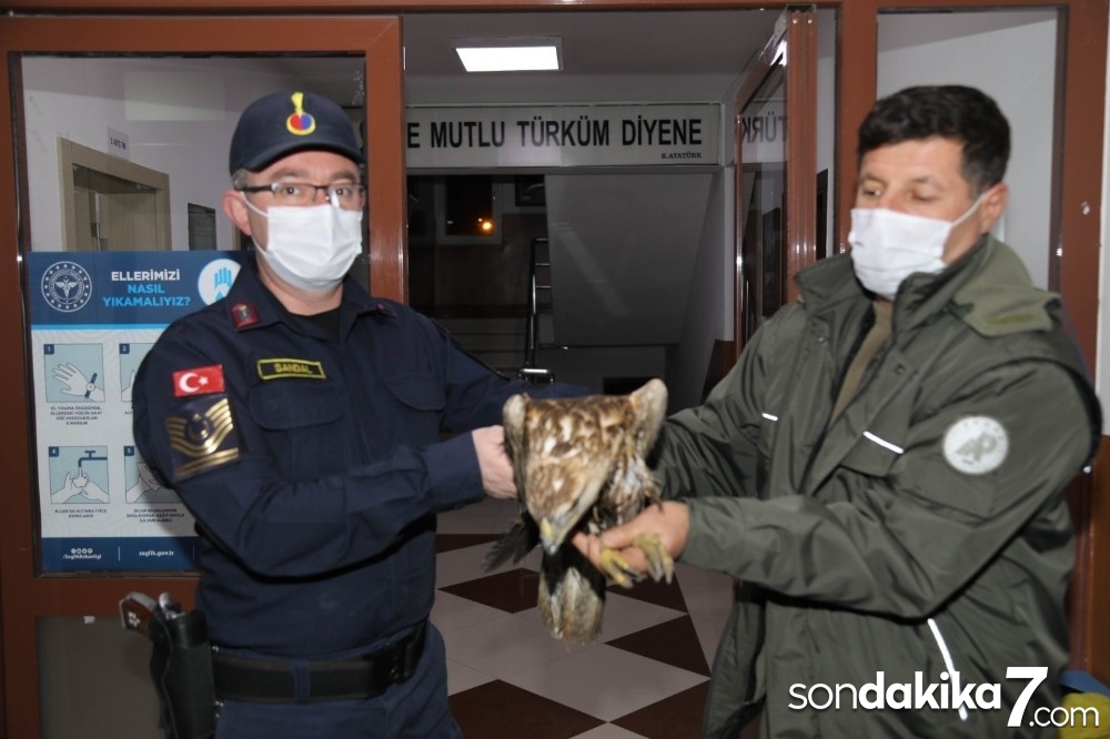 Baraj gölüne düşen kızıl şahini jandarma kurtardı