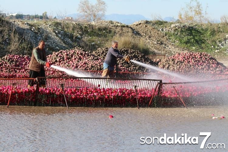 "Kırmızı altında" hasat başladı