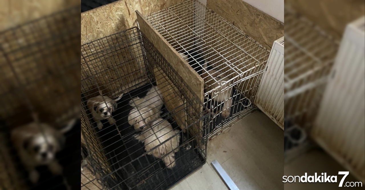 Başkent’te binanın bodrum katında 68 köpek bulundu