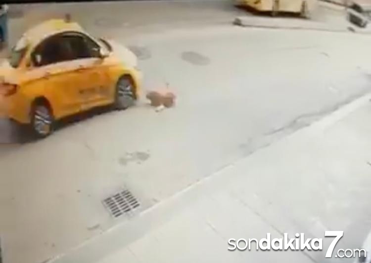 (Özel) Pendik’te köpeğe çarpan taksici kaçtı