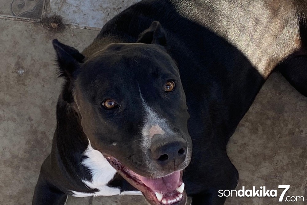 Adana’da tehlikeli köpek operasyonu
