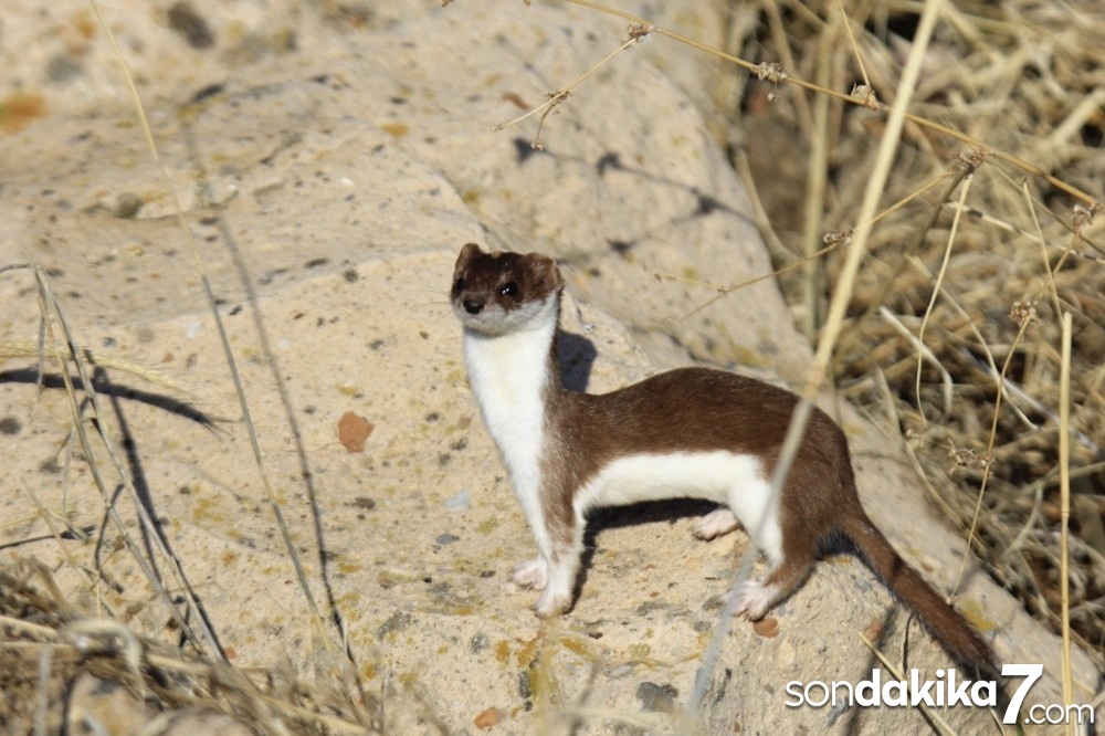 Gelincik, beyaz ve kahverengi görüntüsüyle poz verdi
