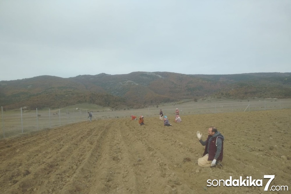 İşleri sıkıntıya giren pide ustası tarlasına 10 bin adet fide dikerek lavanta işine girdi