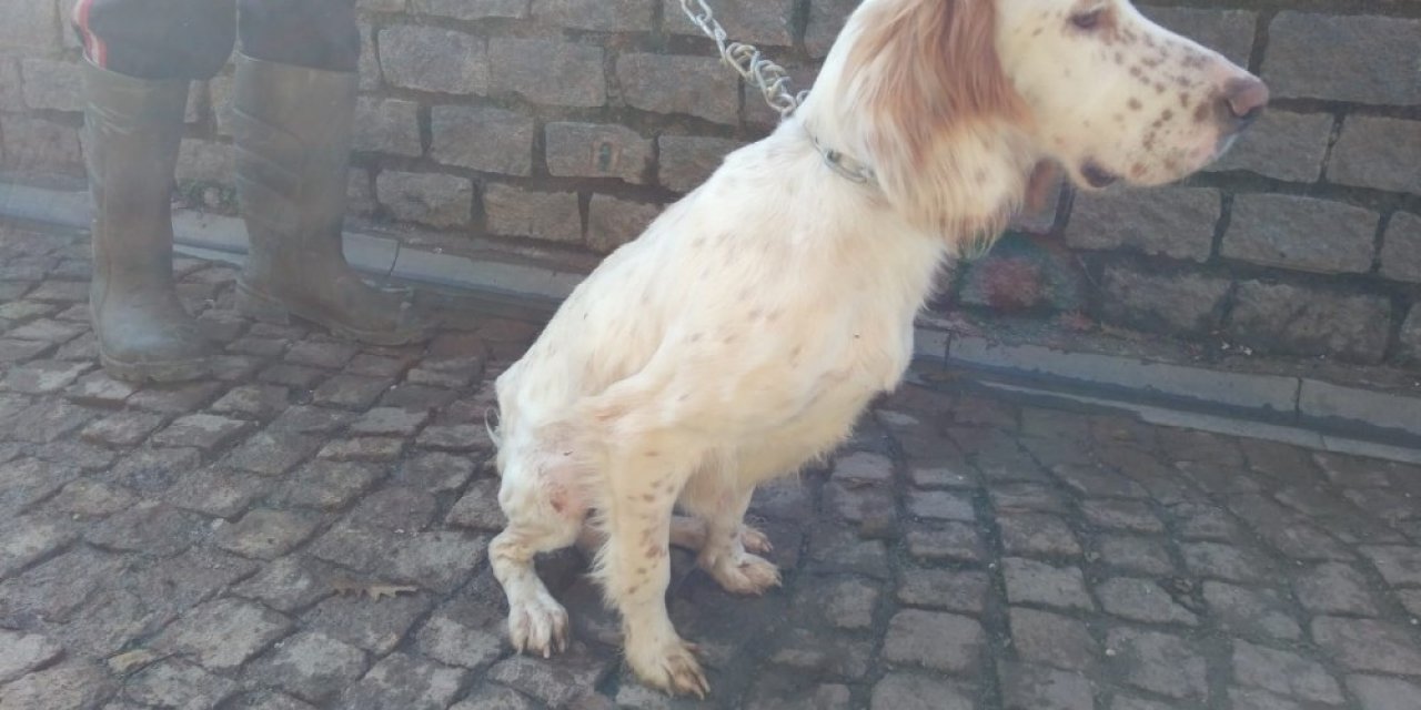 Yaralı köpekler sağlıklarına kavuştu