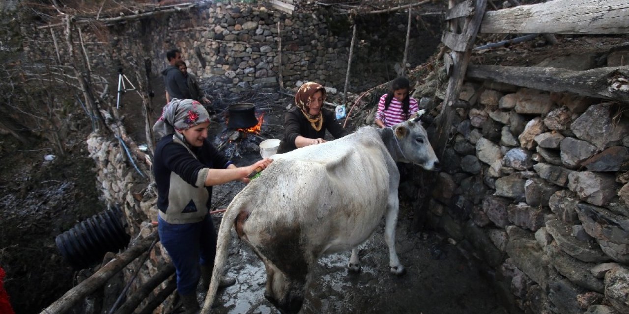 Kara Kazanda Sular Bu Kez ‘inekler’ İçin Isıtıldı