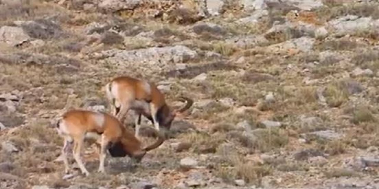 Kumalar Dağına 30 Yaban Koyunu Yerleştirildi