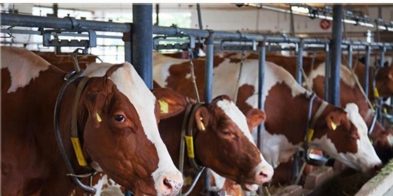 Malatya’da Hayvan Yetiştiricilerine Düve Desteği