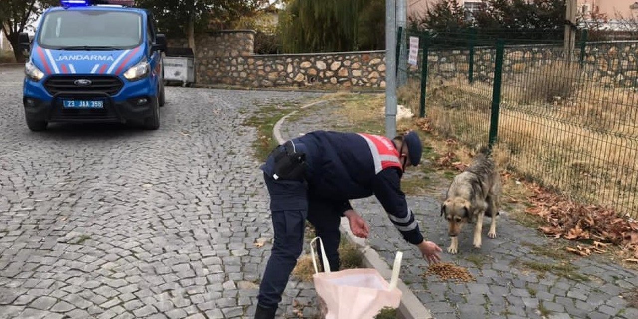 Jandarma, Kısıtlama Da Sessiz Dostlarını Beslemeyi İhmal Etmedi