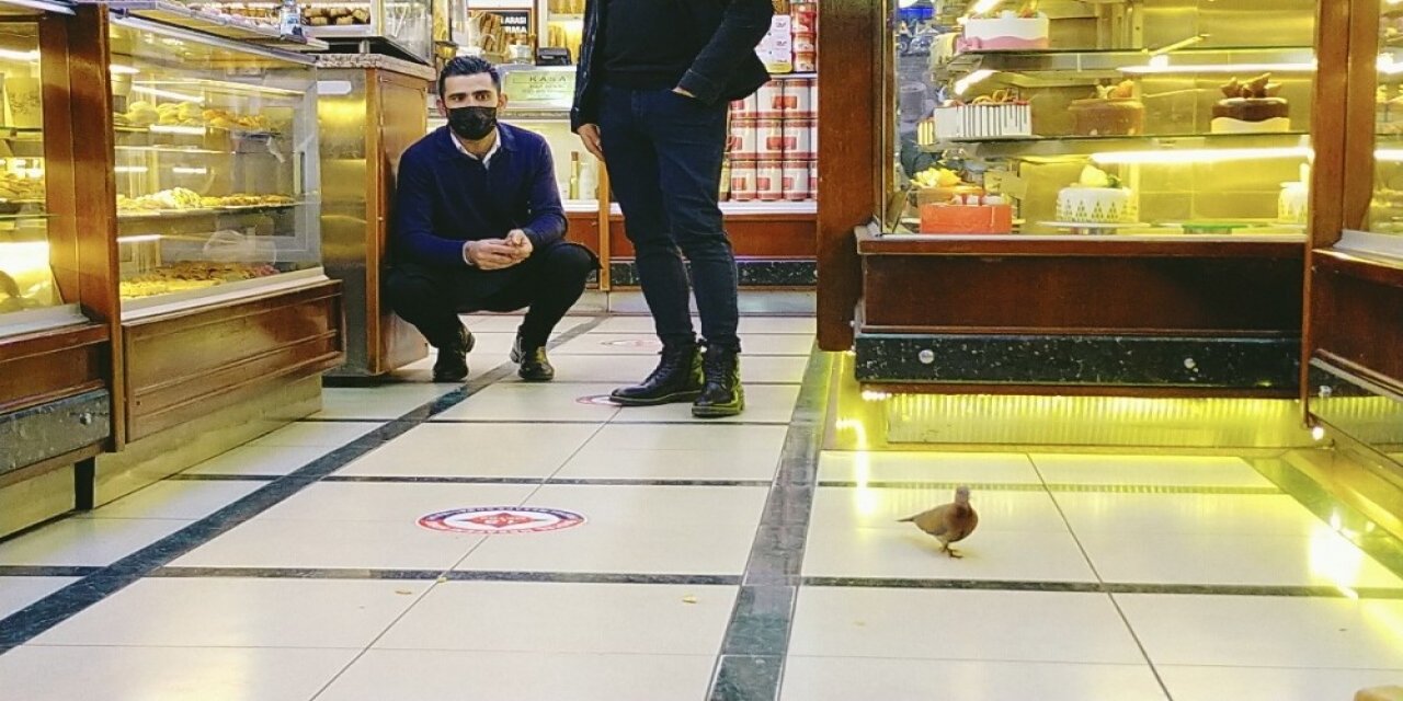 Pastaneye Giren Güvercini Kuru Pasta İle Besledi