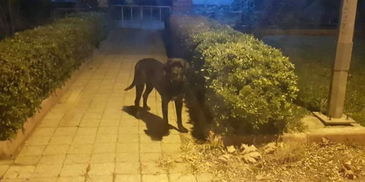 Erdek’te Kedileri Öldüren Köpek Barınakta