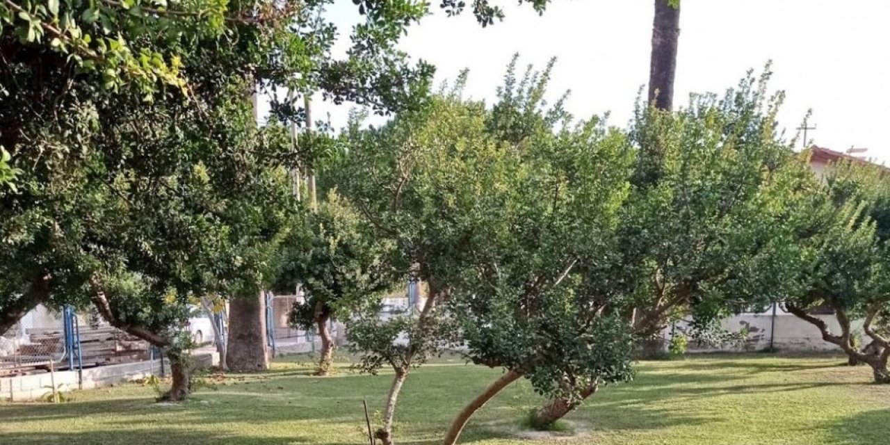 Çeşme’deki Sakız Ağaçları Koruma Altında