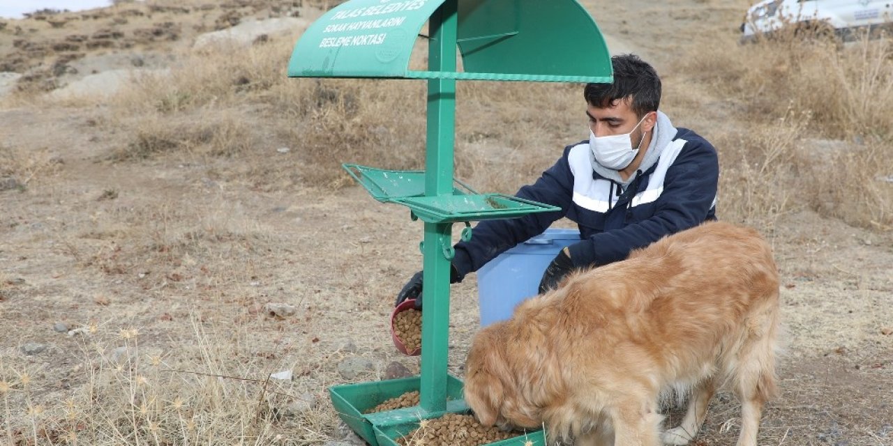 Talas’ta Sokak Hayvanlarına Yardım Eli