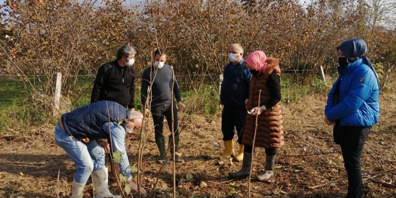 Fındık Budama Eğitimleri Devam Ediyor