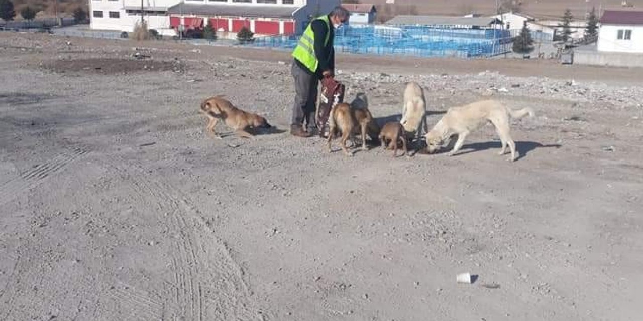 Sungurlu Belediyesi Sokak Hayvanlarını Unutmadı