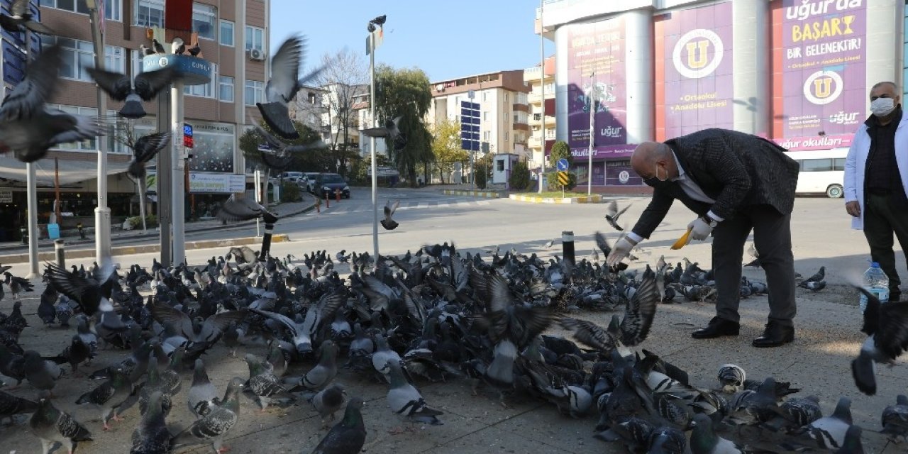 Başkan Sokak Hayvanlarını Eliyle Besledi
