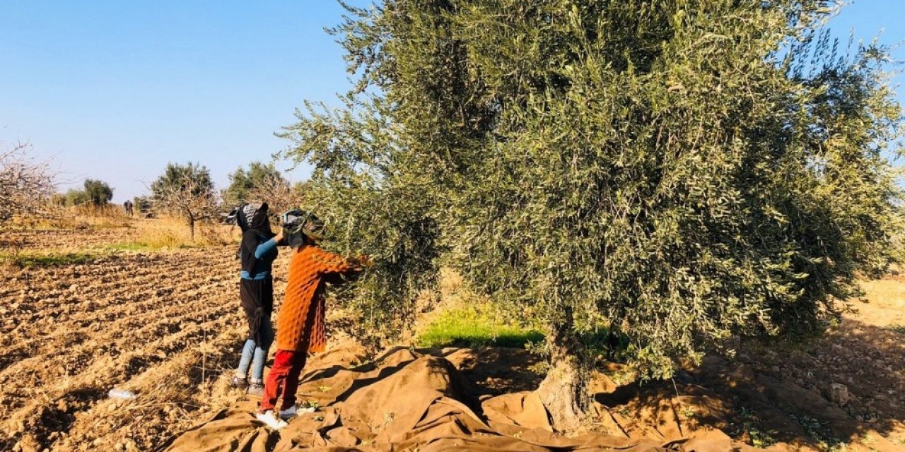 Kısıtlamadan Muaf Olan Tarım İşçileri Sınırda Zeytin Topladı