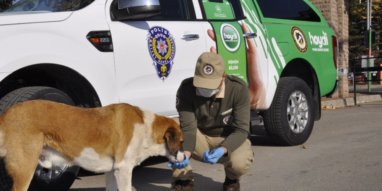 Polis Ve Hayvanseverler Sokak Hayvanları İçin Sokaklarda