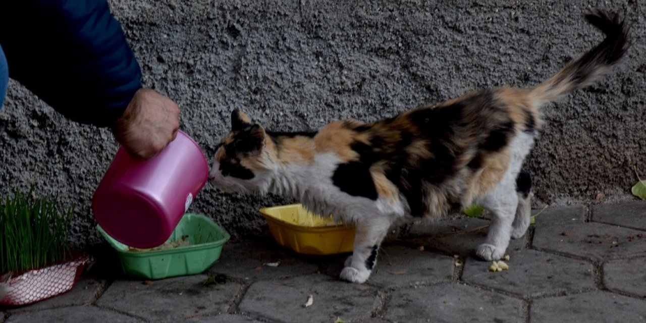 Tepebaşı Belediyesi Ekipleri İki Günlük Sokağa Çıkma Yasağı Döneminde Can Dostları Yalnız Bırakmadı