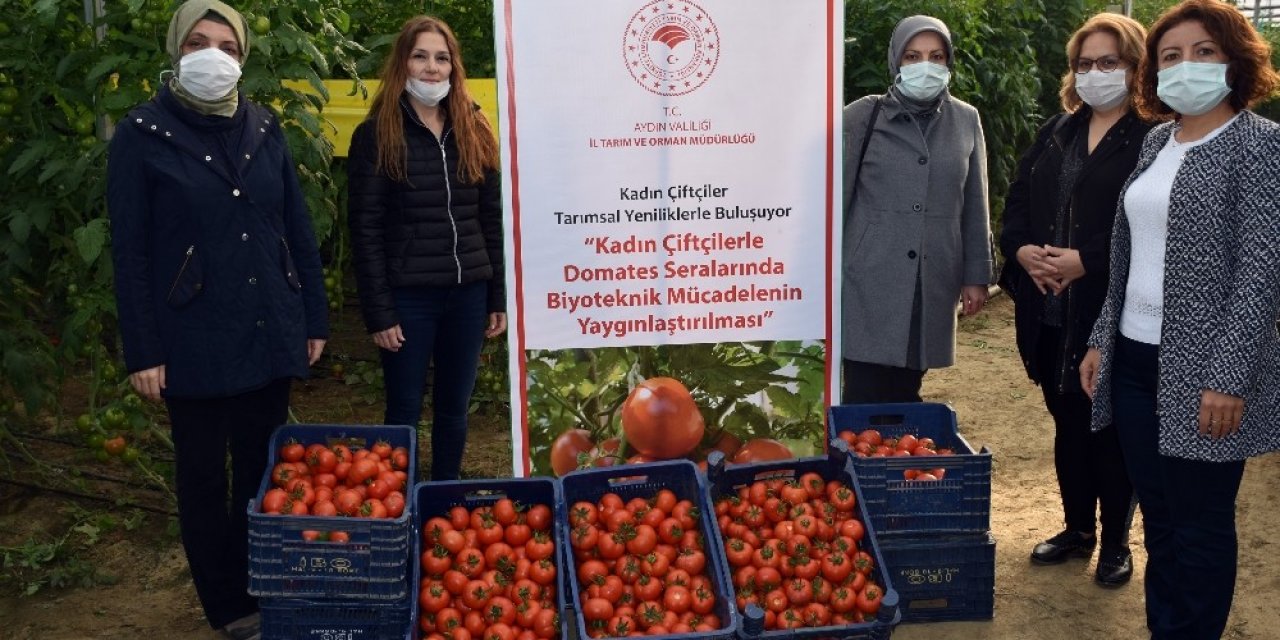 Biyoteknik Mücadeleli Serada Hasat Başladı