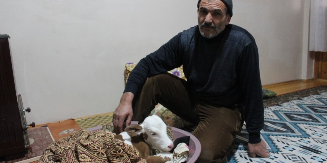 Çiftçi Aile Erken Doğan Buzağıya Kendi Çocukları Gibi Bakıyor