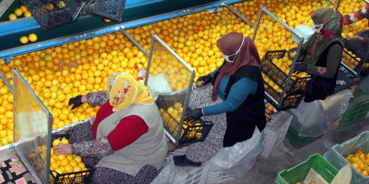 Narenciye Fabrikalarında Pandemi Tedbirleri Üst Düzeyde
