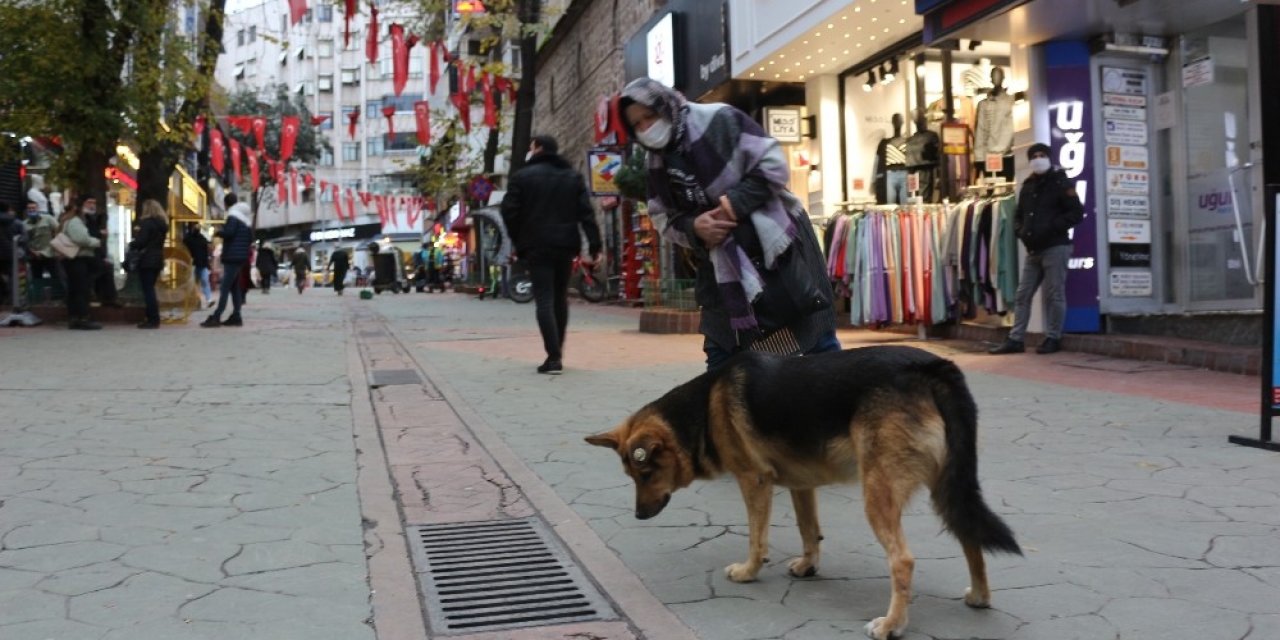 Mazgal Köpek Caddenin Demirbaşı Oldu