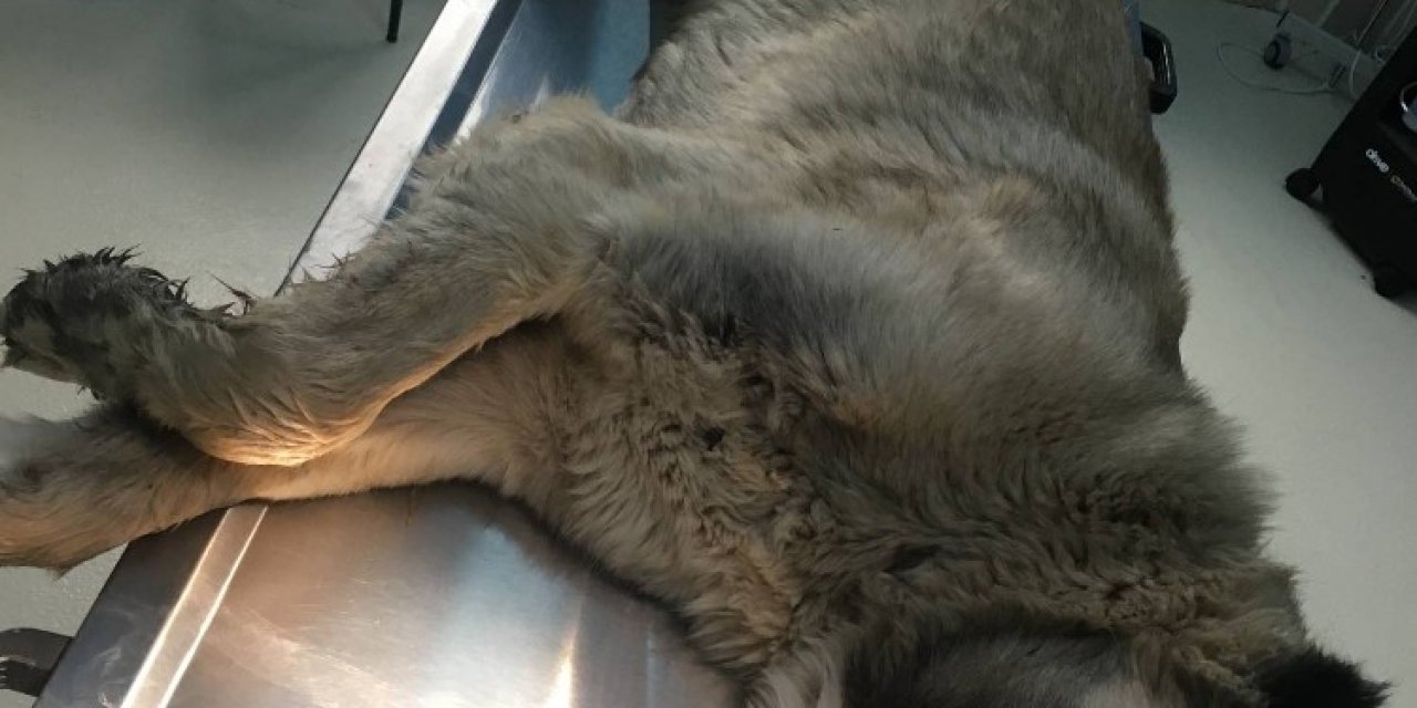 Dili Damaklarına Bitişik Olan Kangal Köpeklere Cerrahi Müdahale Yapıldı