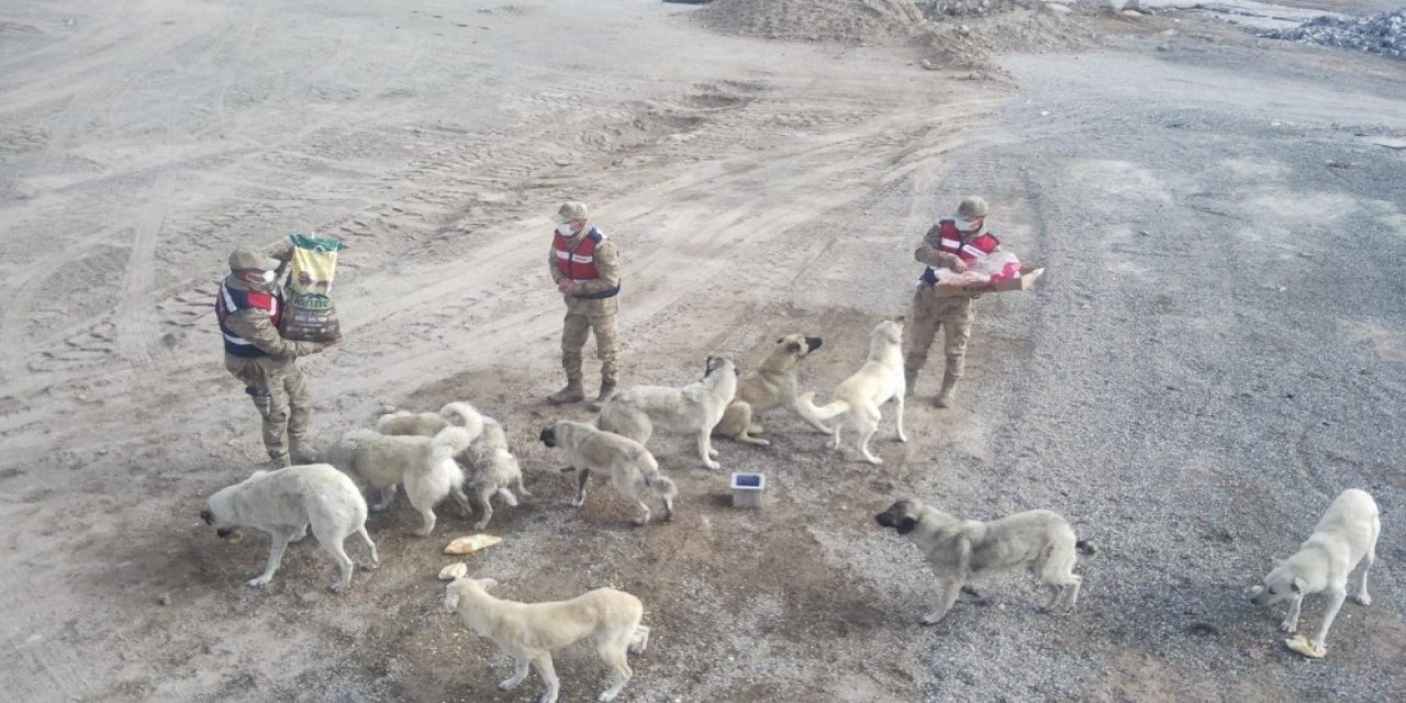 Sarıkamış’ta Kısmen Boşaltılan Köyde Sahipsiz Köpeklere Jandarma Sahip Çıktı