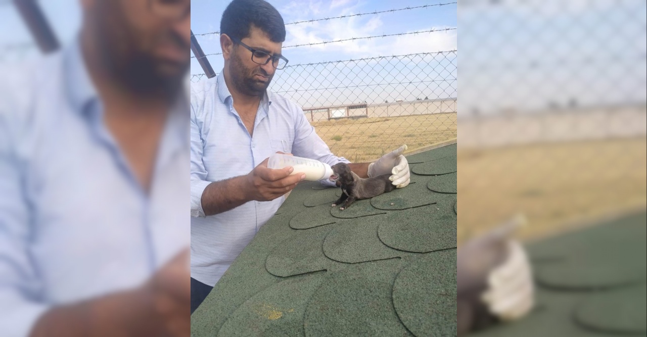 Hayvansever'den Yavru Köpeğe Biberonlu Süt